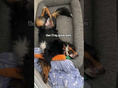 Video: Padarykite savo šunį „garbančiu maišeliu“iš senojo mylėtojo