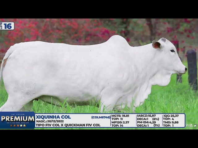 LOTE 16   XIQUINHA COL