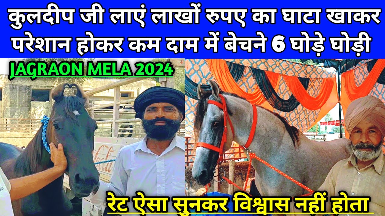 किसान लाखों रुपए के घाटे से परेशान होकर लाया नोर्मल दाम में बेचने 6 घोड़े घोड़ी।Jagraon horse Mela।