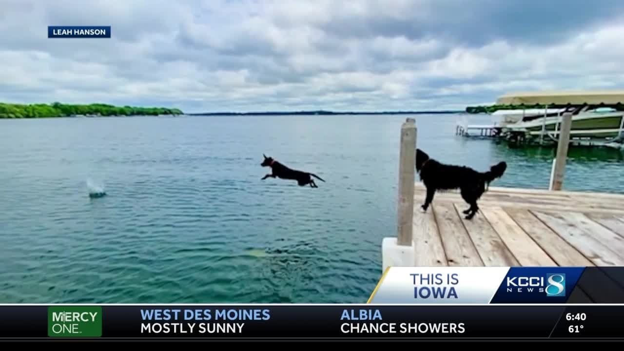 WATCH: Iowa dog beats the heat with lake leap