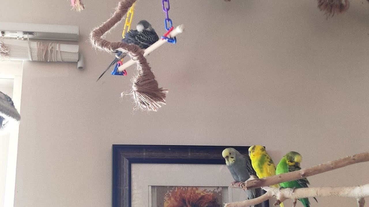 Create a relaxing environment with 9 Parakeets - YouTube