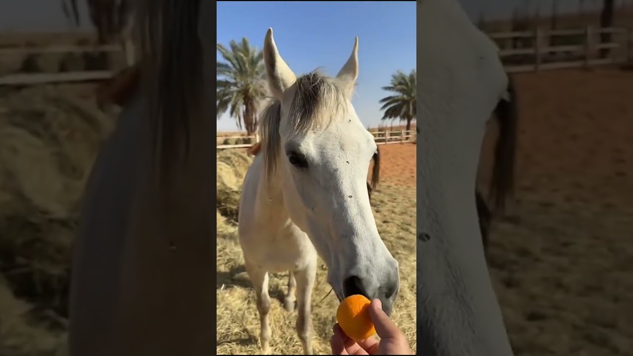 اسلم الله وجهي و وجه سلوم