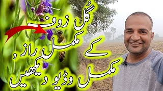 Zofa Booti | Gul e Zoofa | Best for Dust Allergy | Rizwan Ali Tv