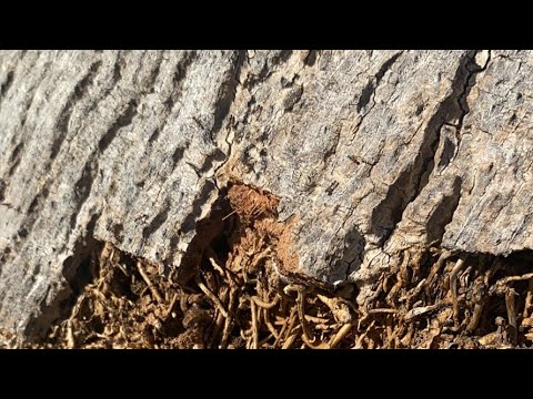 Snorting live ants for donation $5= 1 ant - Snorting live ants for donation $5= 1 ant