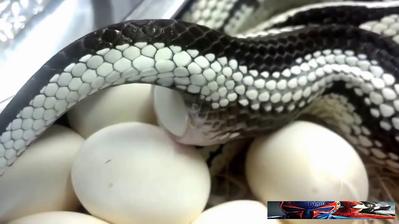Snake giving birth by eggs (hong lim)