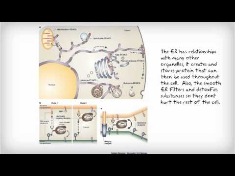 Endoplasmic Reticulum - YouTube