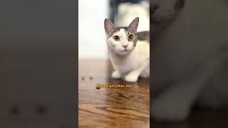 Celebrity Southern Charm Stars Shep Rose and Austen Kroll Couldn't Resist Their Date | The Dodo Profile