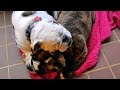 Working 2 English Bulldog Brothers Together | Georgia Dog Trainers Working 2 English Bulldog Brothers Together | Georgia Dog Trainers