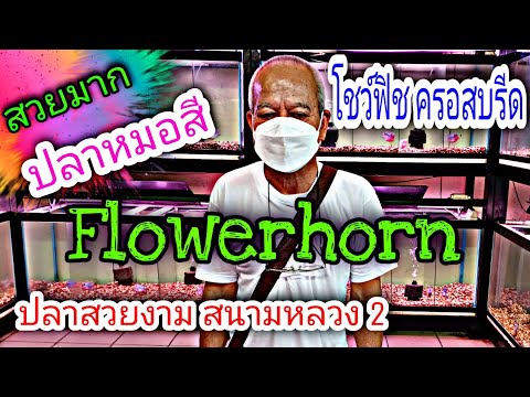 ปลาหมอสี Flowerhorn ตลาดปลาสวยงามสนามหลวง2 ร้านนี้ปลาสวยทุกตัว#NCO544