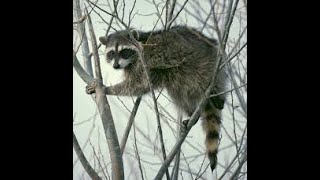 Natural Raccoon Repellent Keep Them Out of Your Garden and Flower Pots