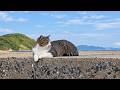 【今日の猫散歩】昼から晴れたんで相島に行ってきました