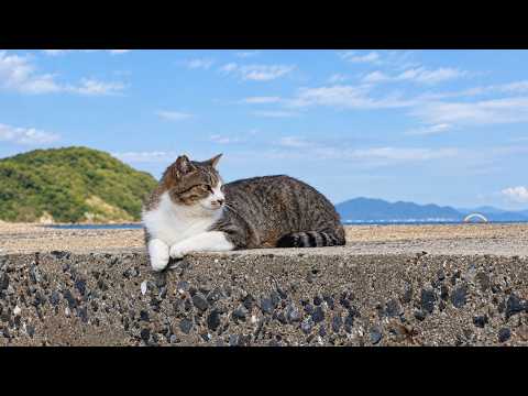 【Today's Cat Walk】The Sun Came Out, So I Visited Ainoshima Cat Island