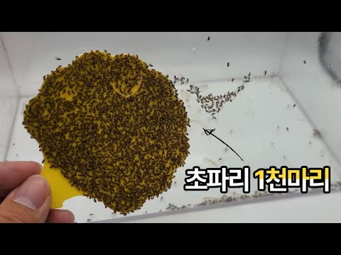 <strong>초파리</strong> 1천마리 지옥트랩을 설치했습니다ㅋㅋㅋ 무한으로 채집가능하네요