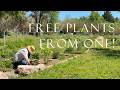 How to Divide Perennials &amp; Fix Winter Damage 🌿 (Asters, Sedum, Daffodils) (Day 4 Transformation)