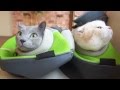 【激カワ】待機中の猫たち。ロシアンブルー＆スコティッシュフォールド