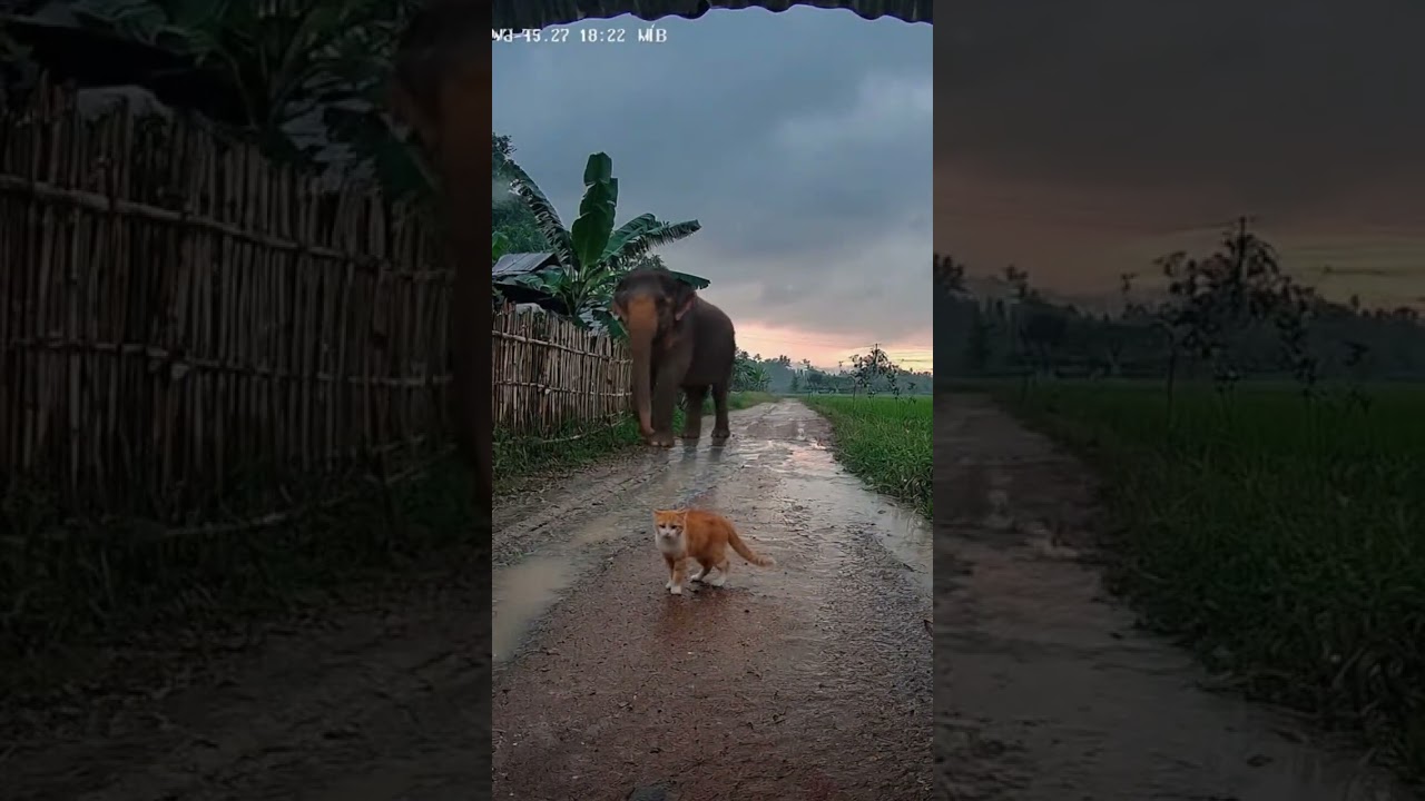 Viral! Kucing Oren Hadang Gajah Liar yang Mau Masuk Kampung!