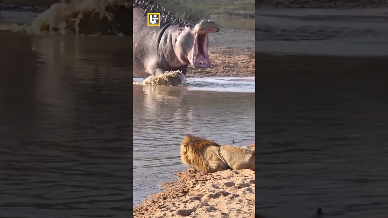 AWESOME!! Kuda Nil Raksasa Pamer Mulut Besarnya di Depan Singa 