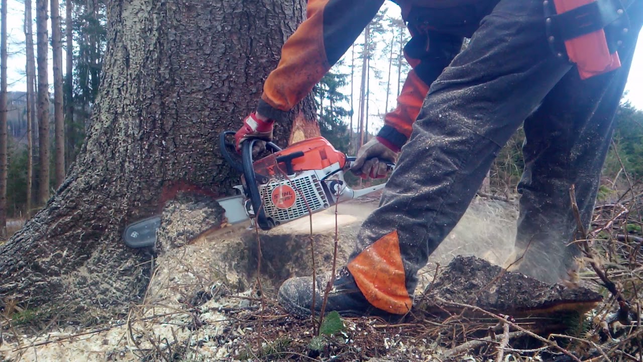 The first felling in the New Year (stihl ms 261)part1/První kácení v Novém roce (stihl ms 261)část 1