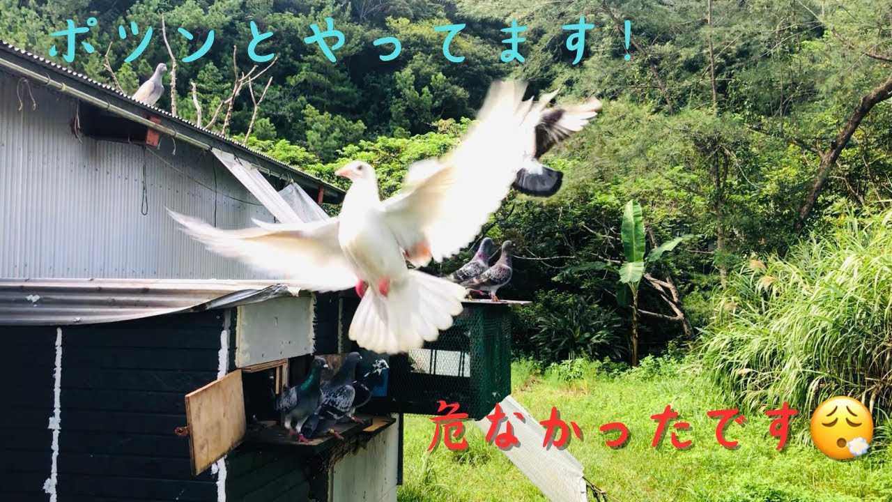 レース鳩　ヒナ達の最初の舎外は、ヒヤヒヤです😮‍💨今年は、身近な餌に変更😊