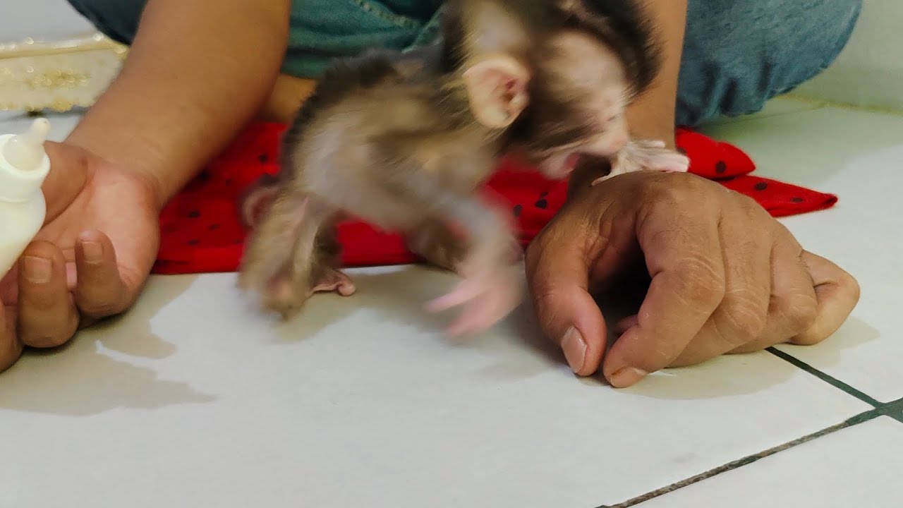 Oh no 😱 Molly got mad again when I laid it on the floor..