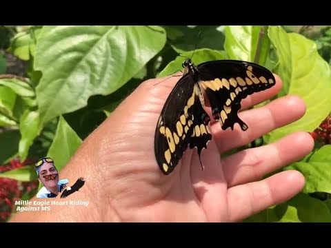 Video: ¿Qué simboliza una mariposa cola de golondrina negra?