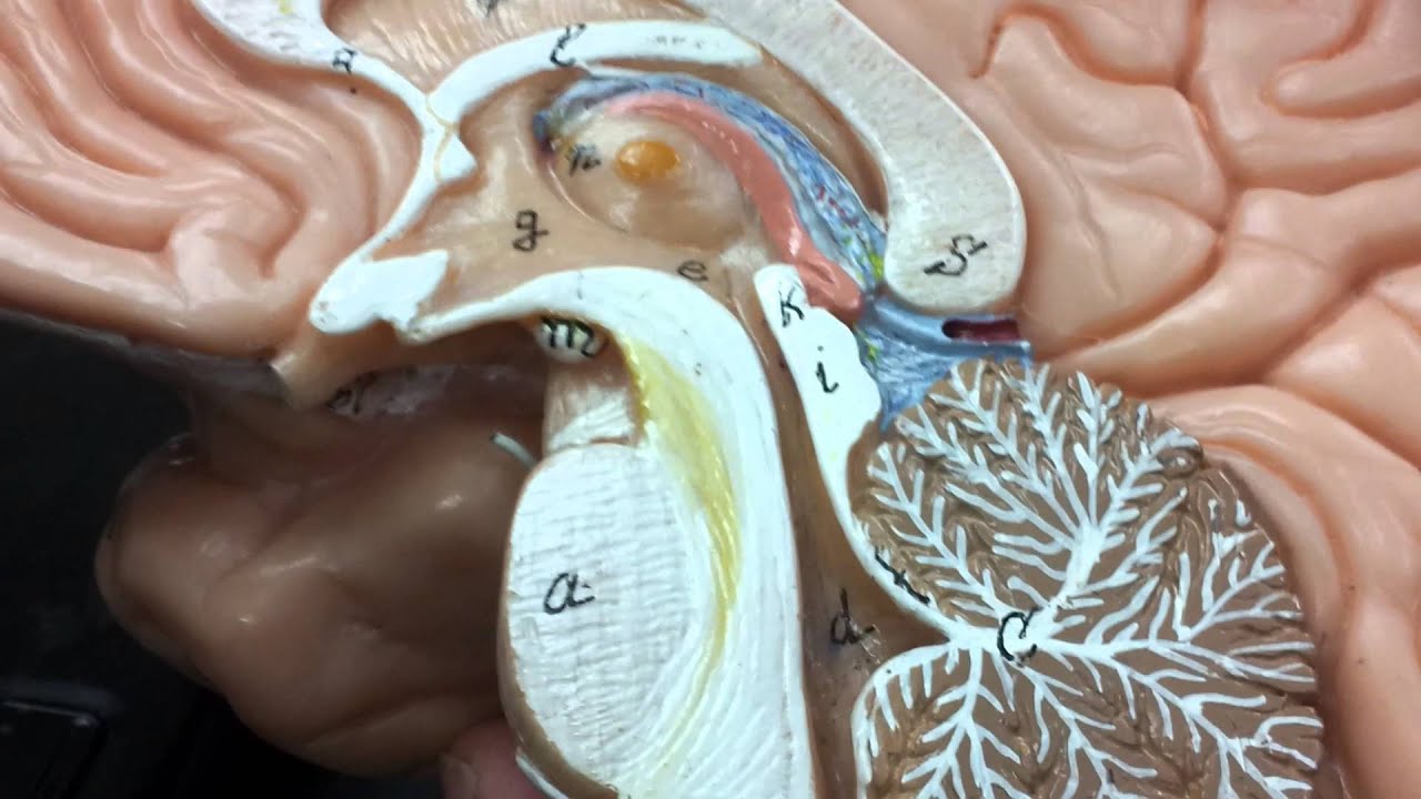 Neuroanatomy Diencephalon
