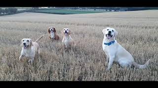 Labrador cocker Spaniel Cockerdors play ball