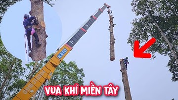Thót tim !!! Vua Khỉ cưa cây Dầu khủng có xe cẩu, cẩu nguyên đọt cây Dầu (2/3)...