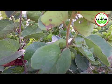 DORE UBURYO BWOROSHYE BWO KWITSIRIKA ABAROZI N ABAJURA 