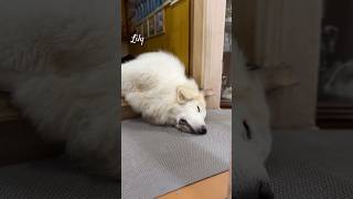 Lily リリー #greatpyrenees #todaysrunrun #グレートピレニーズ #今日のルンルン