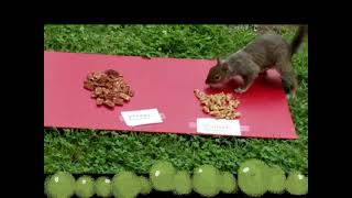Squirrels Favorite Nut - Was Mark Rober Right