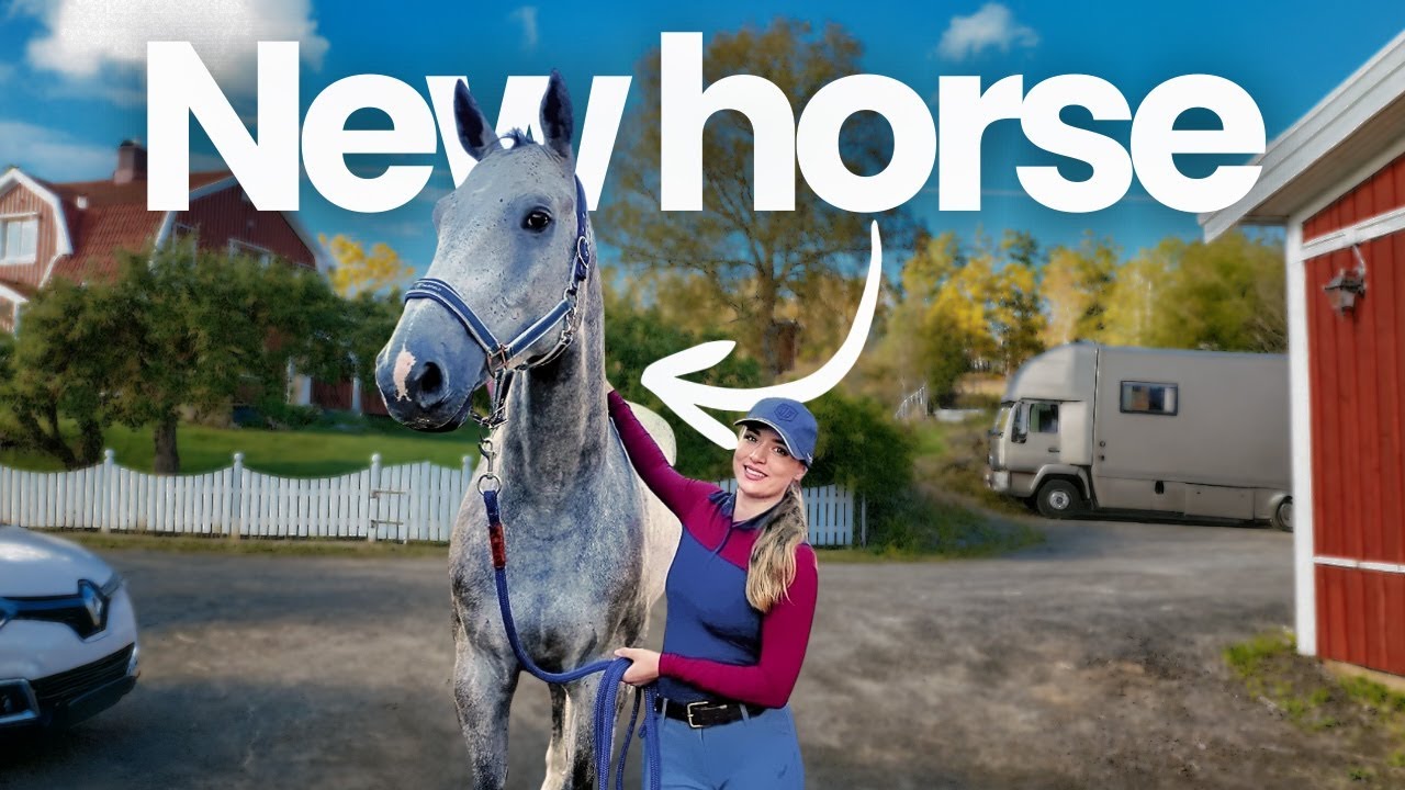 Первые дни с новой лошадью... Всё, что произошло