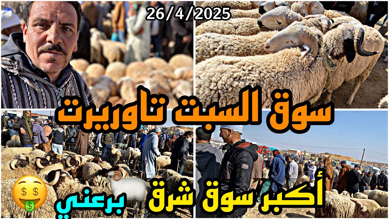 الخير رخا 🐏موجود سوق سبت تاوريرت أكبر سوق جهة الشرقية ياسلام أسعار حولي خروف معز أرقام صحاب نعجة