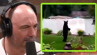 This is Why Bears Are Mistaken for Bigfoot | Joe Rogan and Travis Barker