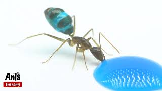 What Happens When Ant Sees a Drop of Blue Liquid Candy