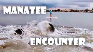 AMAZING MANATEE ENCOUNTER!