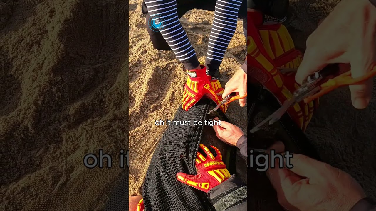 Запутавшийся тюлень наконец-то может снова дышать 