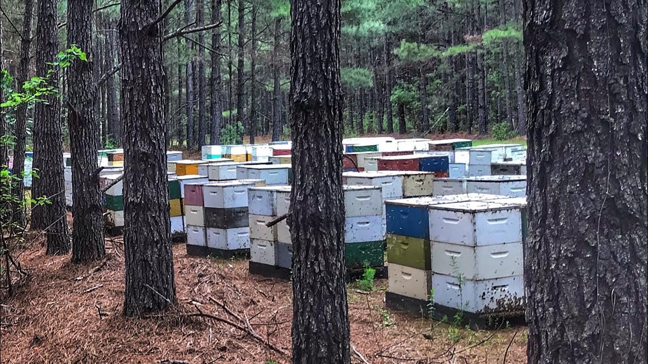 8 days from graft Queen cell in finisher hive