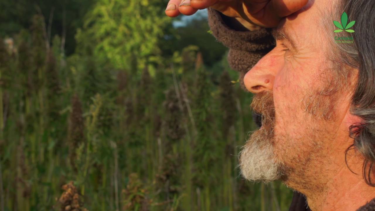 Move over kale juice, hemp juice is here to stay!