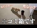 ただのゴミ箱にビビり散らかすめこちちゃん