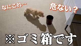 ただのゴミ箱にビビり散らかすめこちちゃん