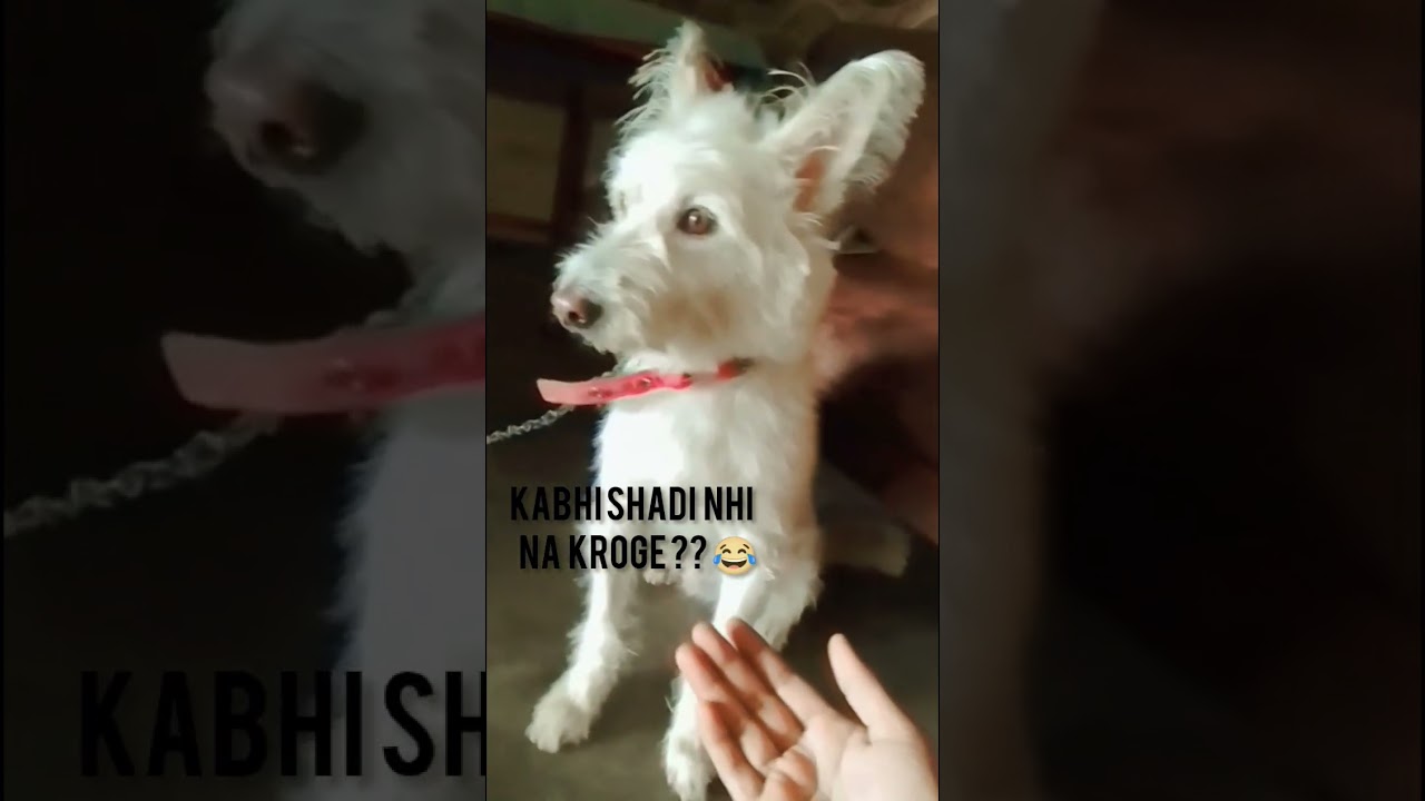 Note : Kinzo ko shadi krni hai 😂 Sundr aur sushil female dog chahiye smprk kre 