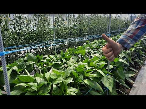 Staking Peppers 2.0