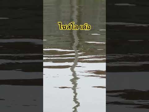 ไซส์โล เด้อ #fishing #ตลกตกปลา #campping