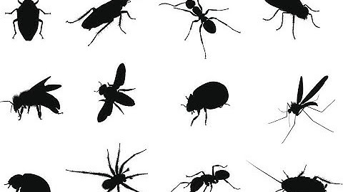 Glitch Report Bug Video could not use meds Escape from Tarkov