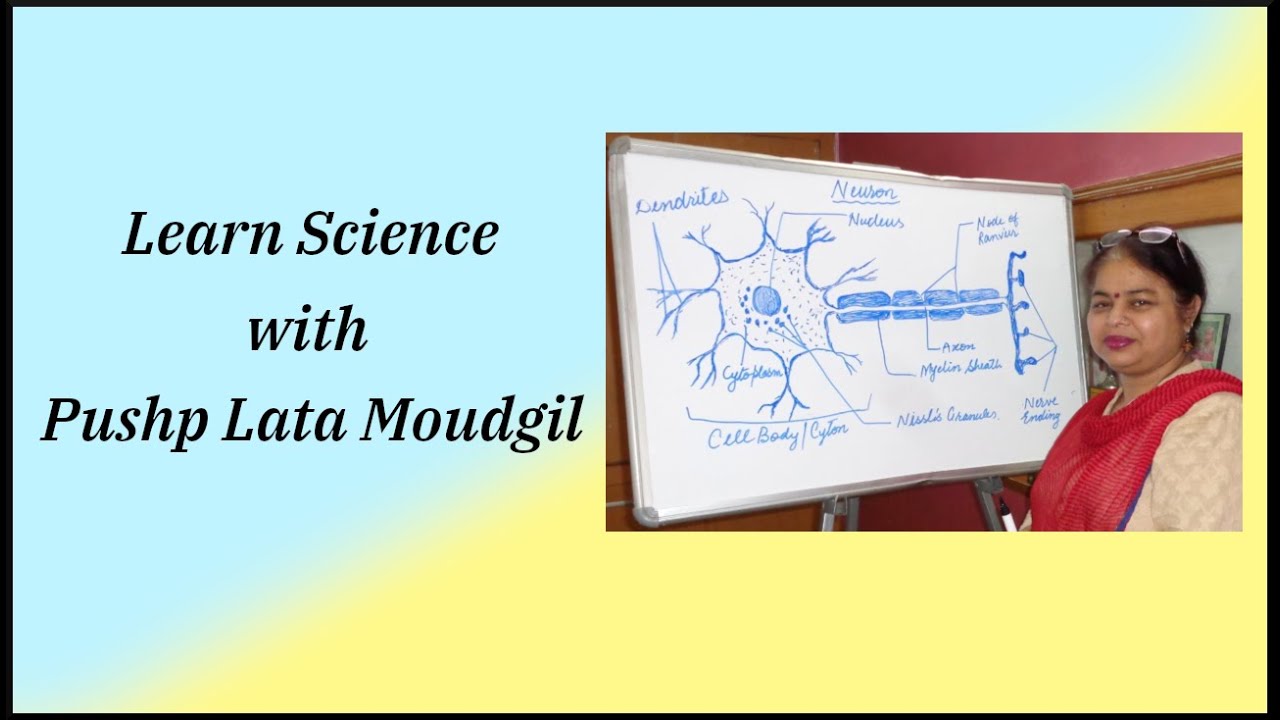 Class 7 Science Nutrition In Grass Eating Animals YouTube