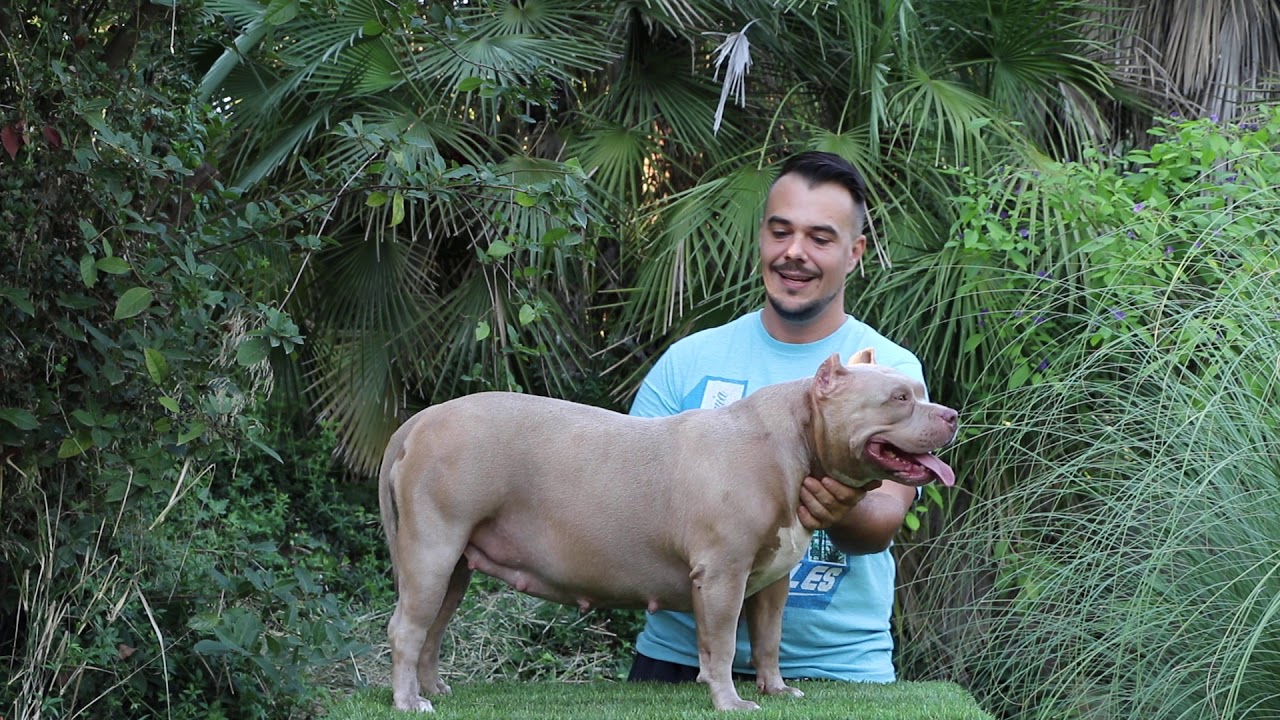 HEMBRA AMERICAN BULLY STANDAR YouTube