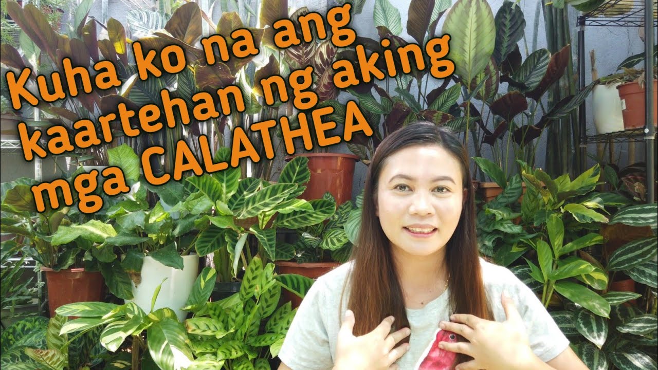 GUMANDA NA SILA AT HINDI NA NAMAMATAY/CALATHEA CARE TIPS/TISAY COLLECTION