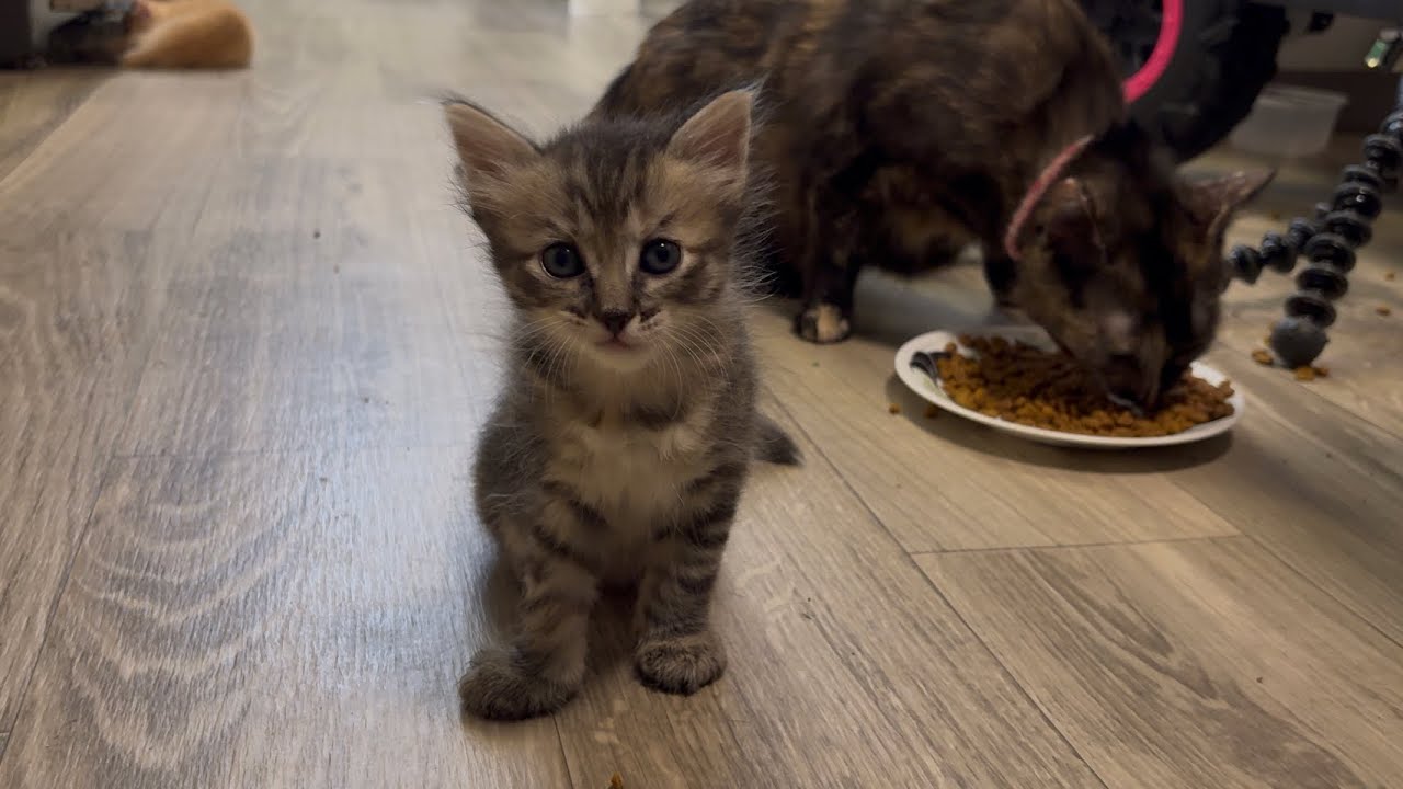 Newborn Kitten Already Eating w/ Mama Cat + Clog (Cat log)