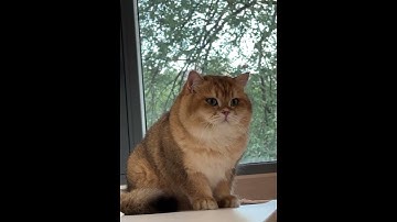 Thumbnail of #music #pop #song #lyrics #cover #shortvideo #cat #petsnfins #funnydog #cute